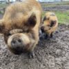 A large, hairy brown pig and a smaller spotted piglet standing together outdoors in a muddy pen.
