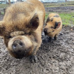 A large, hairy brown pig and a smaller spotted piglet standing together outdoors in a muddy pen.