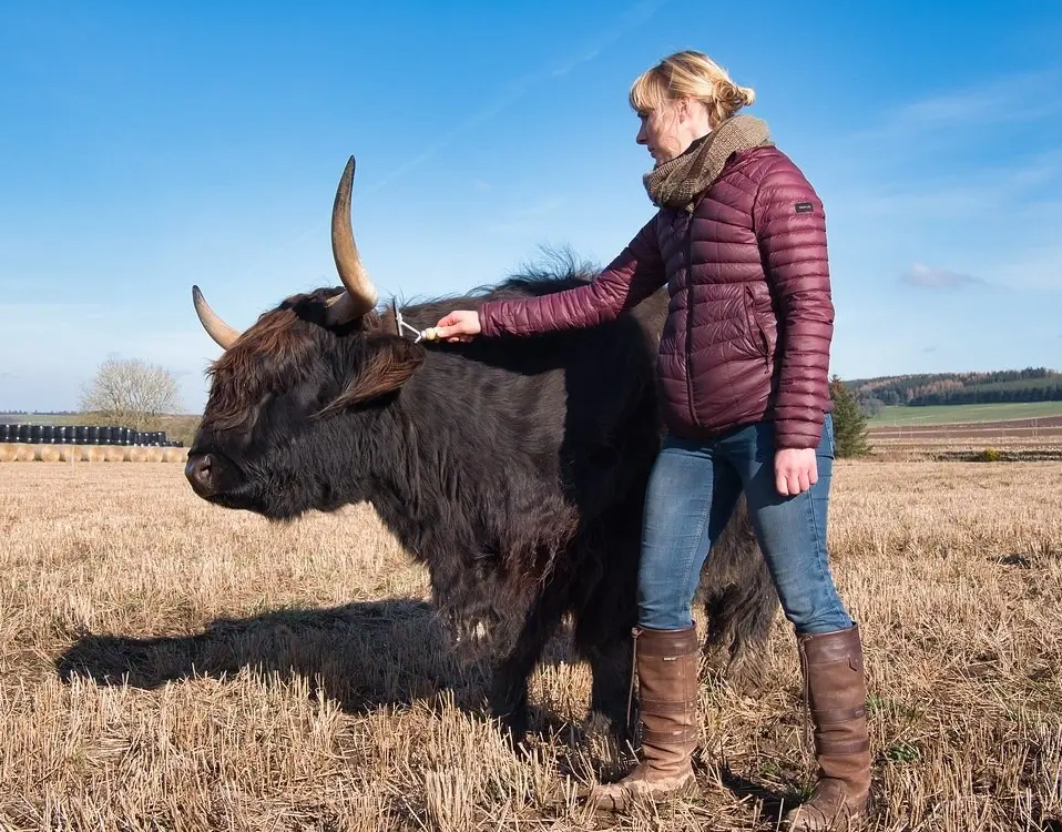 A woman in a burgundy puffer jacket, jeans, and brown knee-high boots brushes a black Highland cow in an open grassy field under a clear blue sky.