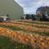 An outdoor pumpkin patch with rows of orange pumpkins arranged on beds of straw next to a large green agricultural building, featuring spooky Halloween decorations and scarecrows in the background.