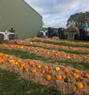 An outdoor pumpkin patch with rows of orange pumpkins arranged on beds of straw next to a large green agricultural building, featuring spooky Halloween decorations and scarecrows in the background.