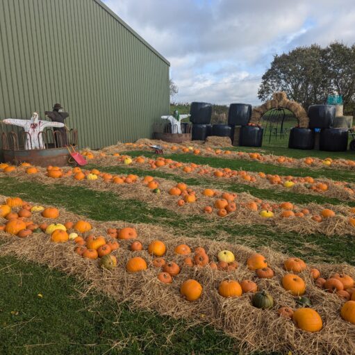 An outdoor pumpkin patch with rows of orange pumpkins arranged on beds of straw next to a large green agricultural building, featuring spooky Halloween decorations and scarecrows in the background.