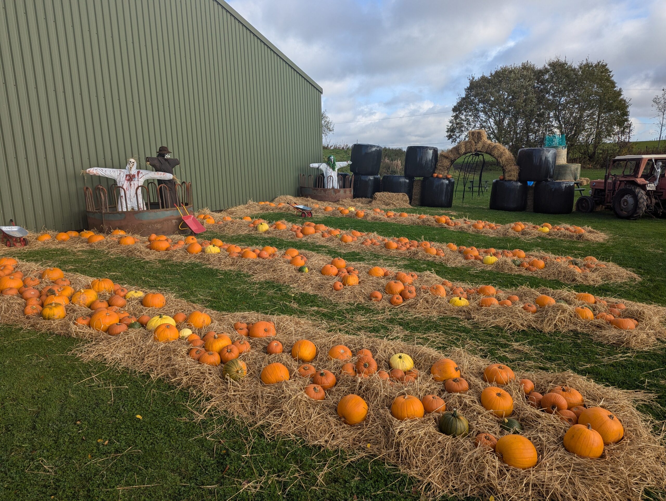 An outdoor pumpkin patch with rows of orange pumpkins arranged on beds of straw next to a large green agricultural building, featuring spooky Halloween decorations and scarecrows in the background.