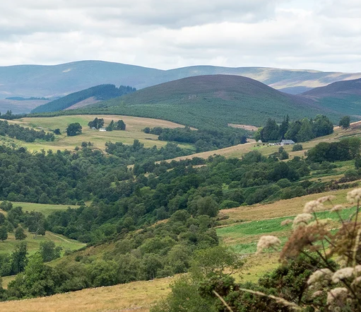 A scenic view of rolling green hills, valleys, and forests under an overcast, cloudy sky, with wildflowers in the foreground and distant mountain ridges in the background.