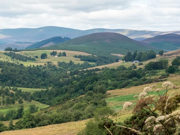 A scenic view of rolling green hills, valleys, and forests under an overcast, cloudy sky, with wildflowers in the foreground and distant mountain ridges in the background.