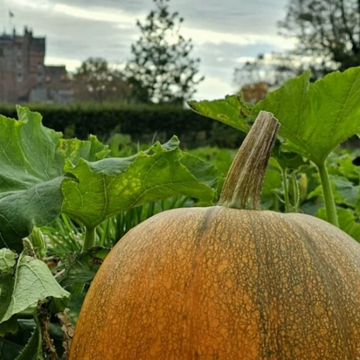 A large pumpkin growing among green leaves, with Glamis Castle visible in the background.