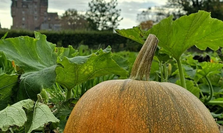A large pumpkin growing among green leaves, with Glamis Castle visible in the background.