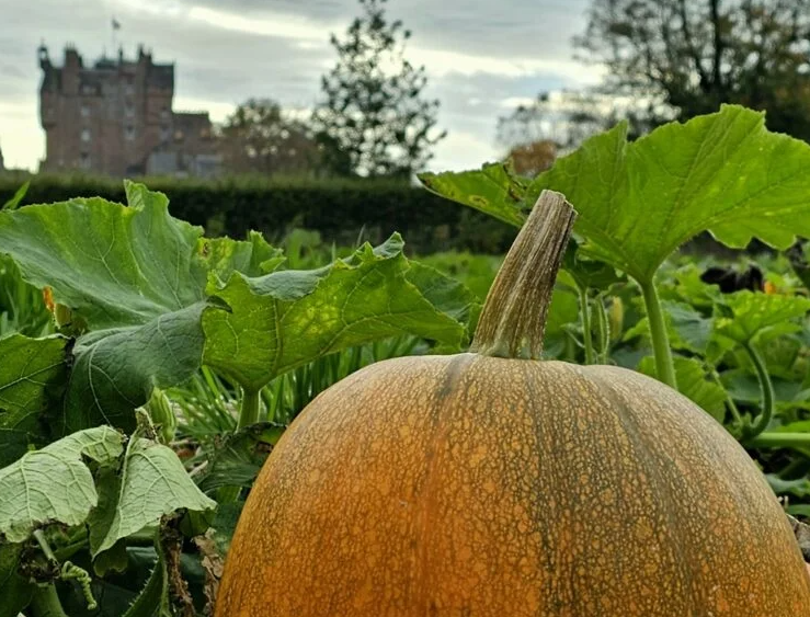 A large pumpkin growing among green leaves, with Glamis Castle visible in the background.