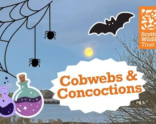 Promotional graphic for “Cobwebs & Concoctions” featuring a loch-side scene with a full moon, bat, spiders, cobweb, colourful potion bottles and the Scottish Wildlife Trust logo.